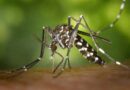 Dengue Attack: प्रदेश के आठ जिलों में मिले डेंगू के 65 नए मरीज, 1447 पहुंची संख्या