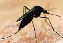 Dengue Attack: उत्तराखंड में पिछले पांच सालों में डेंगू से सबसे अधिक मौतें
